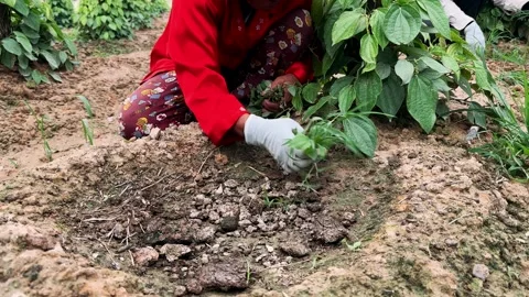 Workers remove weeds at a black pepper farm Stock Footage 308865857