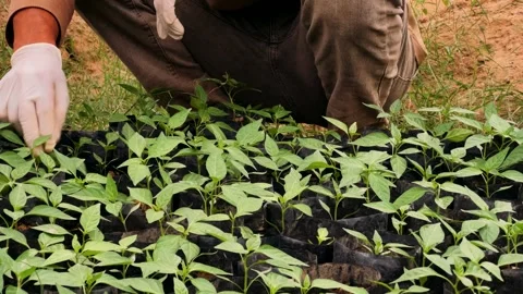  workers remove weeds at a black pepper farm Stock Footage 308866023