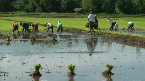 Workers on a Rice Field Stock Footage 636447