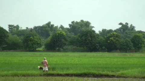 Workers in rice field Stock Footage 636525
