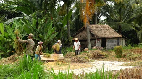 Workers in Rice Fields, Paddy Field, Palm Trees, Bali, Indonesia Stock Footage