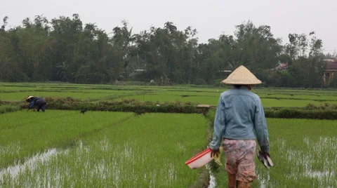 Workers in rice paddy Stock Footage 34751270