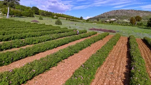 Workers in Rose Field Stock Footage 337877277