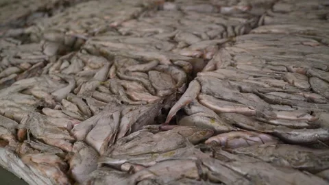Workers salting freshly caught river fish in modern food processing plant. Stock Footage 283870428