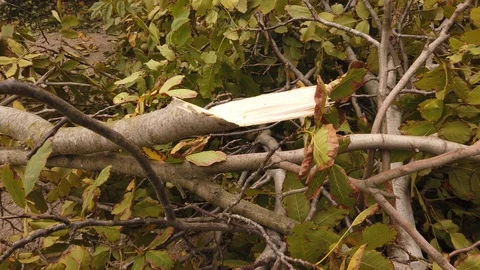 Workers. Sawing a tree. The process of cutting a large tree is shown. Video stock 117690139