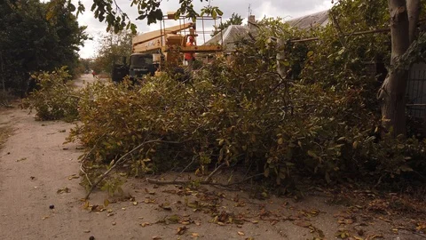 Workers. Sawing a tree. The process of cutting a large tree is shown. 스톡 동영상 117690255