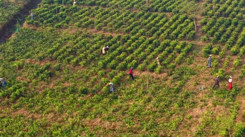 Workers scattered in tea rows plucking leaves under sunlight. Pan right aerial Stock Footage 320397209