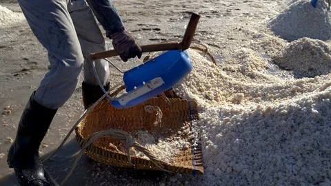 Workers scoop salt into the buckets to bring salt to the barn. Stock Footage 104520187