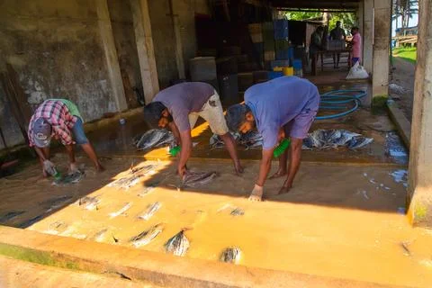 Workers at a small fish factory Stock Photos