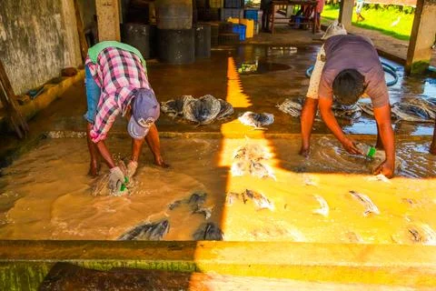 Workers at a small fish factory Stock Photos