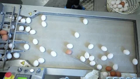 Workers sort eggs on a conveyor belt in a processing facility during daylight Stock Footage 330912754