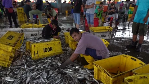 Workers sort freshly caught catch from sea fish in plastic containers, Malaysia Stock Footage 137928871