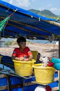 Workers Sort Jellyfish into Baskets in Krabi Stock Photos