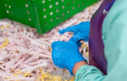 Workers sort out chicken legs for sale. Stock Photos