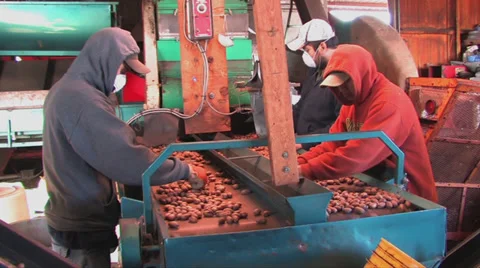Workers sort pecans Stock Footage 29720188