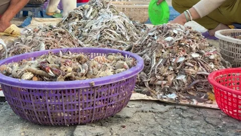 Workers sort piles of bycatch fish and shells into baskets, highlighting 库存影片 330111889