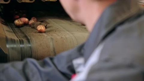 Workers sort potatoes on conveyor. Manual sorting of potatoes from stones and Stock Footage 228704230