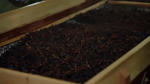 Workers sort tea leaves on conveyor in factory. Fresh herbal produce gets sifted Stock Footage 274308608