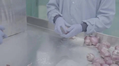 Workers sorting and peeling onions on a stainless steel table. Stockbeeldmateriaal 327442566