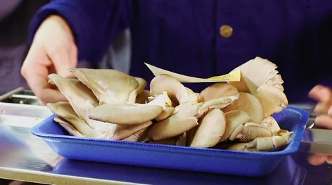 Workers sorting and weighing mushrooms on scales in mushroom factory Stock Footage 50305622
