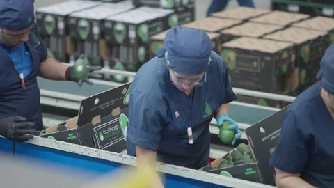 Workers Sorting Avocados into Boxes on Conveyor Line Stock Footage 339841415
