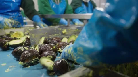 Workers Sorting Avocados on Conveyor Belt in Food Processing Facility Stock Footage 334698237