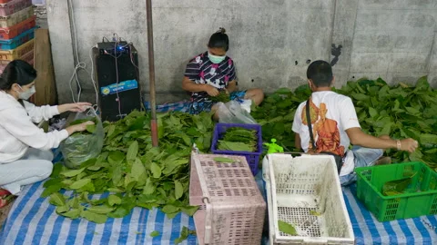 Workers sorting big pile of fresh Kratom leaves selling at the market, Thailand Stock Footage 161941592