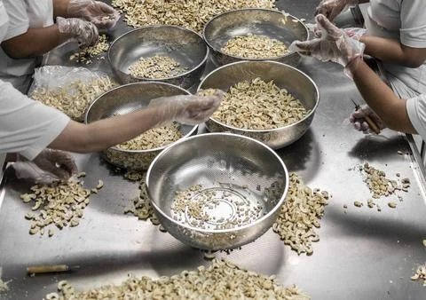 Workers sorting cashew nuts inside modern agricultural processing factory i.. Stock Photos