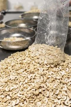Workers sorting cashew nuts inside modern agricultural processing factory i.. Stock Photos
