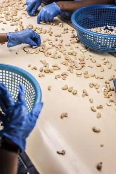 Workers sorting cashew nuts at modern industrial agriculture factory in cam.. Stock Photos