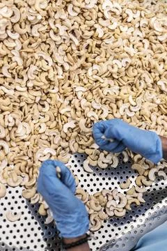 Workers sorting cashew nuts at modern industrial agriculture factory in cam.. Stock Photos