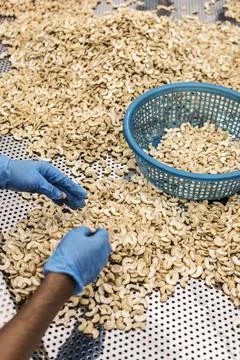 Workers sorting cashew nuts at modern industrial agriculture factory in cam.. Stock Photos