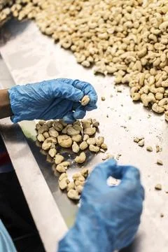 Workers sorting cashew nuts at modern industrial agriculture factory in cam.. Stock Photos