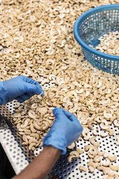 Workers sorting cashew nuts at modern industrial agriculture factory in cam.. Stock Photos
