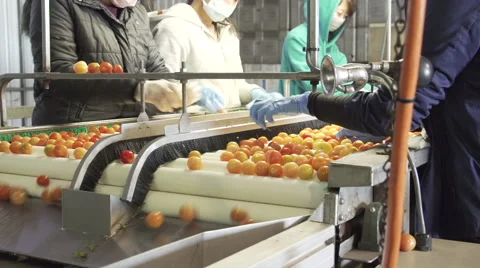 Workers Sorting Cherry Tomatoes On Conveyor System Stock Footage 68215049