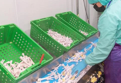 Workers sorting chicken legs in a dissection factory Foto stock