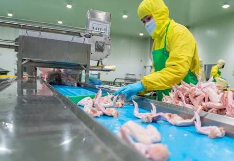 Workers sorting chicken wings in a chicken meat plant. Stock Photos
