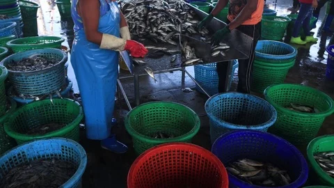 Workers sorting fish Stock Footage 123955214