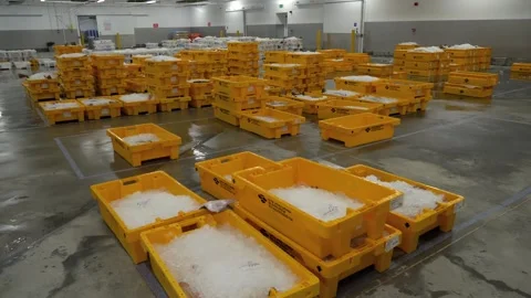 Workers Sorting Fish at Lerwick Fish Market - 4 May 2025 Stock Footage 344681193