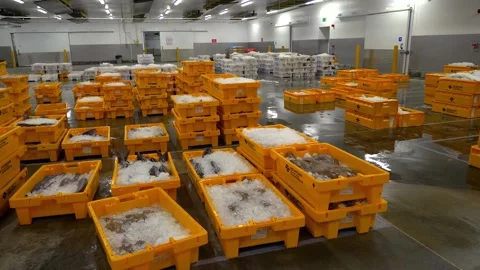 Workers Sorting Fish at Lerwick Fish Market - 4 May 2025 Stock Footage 344681249