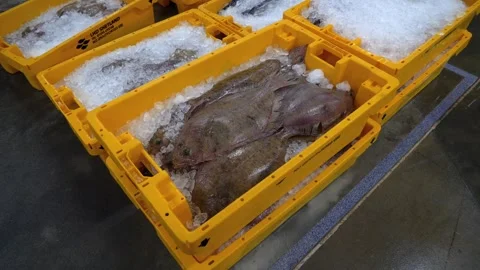 Workers Sorting Fish at Lerwick Fish Market - 4 May 2025 Stock Footage 344681360