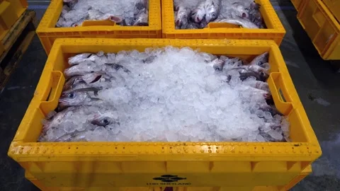 Workers Sorting Fish at Lerwick Fish Market - 4 May 2025 Stock Footage 344681521