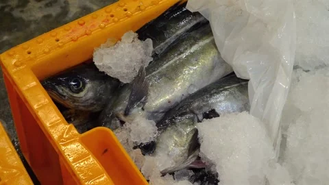 Workers Sorting Fish at Lerwick Fish Market - 4 May 2025 Stock Footage 344681523
