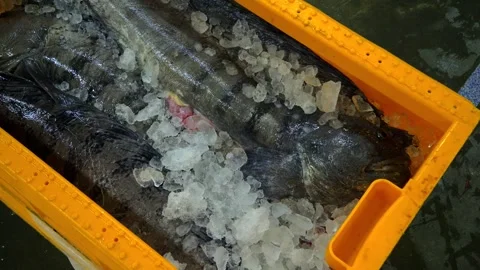 Workers Sorting Fish at Lerwick Fish Market - 4 May 2025 Stock Footage 344681536