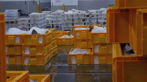 Workers Sorting Fish at Lerwick Fish Market - 4 May 2025 Stock Footage 344681563