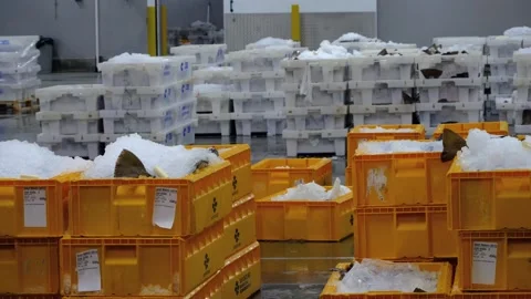 Workers Sorting Fish at Lerwick Fish Market - 4 May 2025 Stock Footage 344681632
