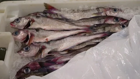 Workers Sorting Fish at Lerwick Fish Market - 4 May 2025 Stock Footage 344681699