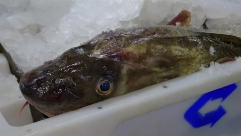 Workers Sorting Fish at Lerwick Fish Market - 4 May 2025 Stock Footage 344681702