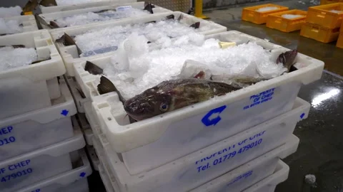 Workers Sorting Fish at Lerwick Fish Market - 4 May 2025 Stock Footage 344681706