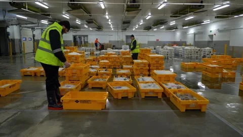 Workers Sorting Fish at Lerwick Fish Market - 4 May 2025 Stock Footage 344681976